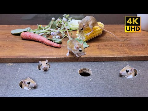 Cat TV for cats to watch | mouse jerry hole hide & seek and Play , 8 hour 4k UHD