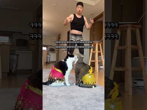 밸리댄스 추는 고양이