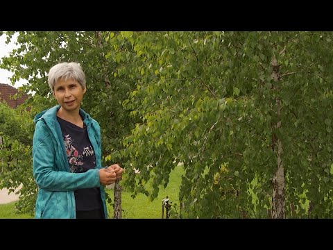 MUDROST BAŠTE – 1. Breza: igra svetlosti i senke