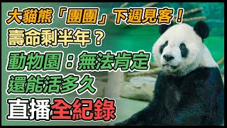 大貓熊團團癲癇恐復發　診斷出爐