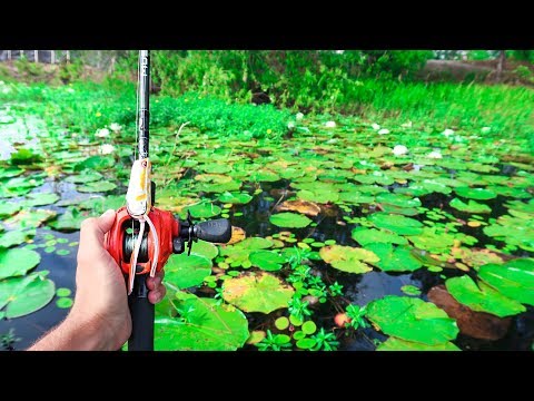 Fishing for BIG Bass in PADS (Frog Fishing) Video