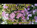 音楽大好き　ボズ・スキャックス　"ザ・ナイト・オブ・ヴァン・ゴッホ"　　I  Love Music  BOZ SCAGGS   "The Night of VAN GOGH"