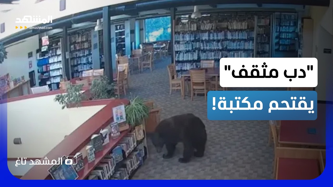 في عيد "ويني الدبدوب".. دب حقيقي يقتحم مكتبة ويبحث عن العسل والخوخ! - المشهد تاغ