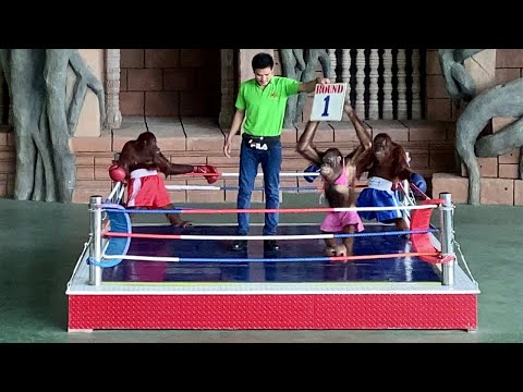 Funny Monkey Show - Orangutan Monkey Boxing | Phnom Penh Safari Cambodia