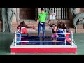 Funny Monkey Show Orangutan Monkey Boxing Phnom Penh Safari Cambodia