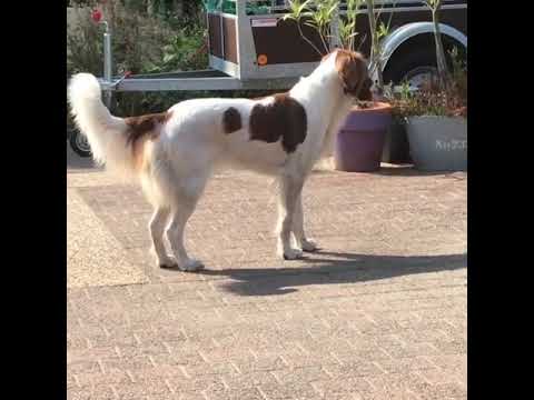 Soof DUTCH PARTRIDGE DOG Drentsche Patrijshond @soof_yara_the_drent