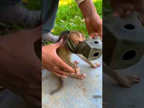 A Kind Act for the Monkey