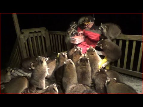 Man Gets Completely Mobbed By Raccoons While Feeding Them Hot Dogs