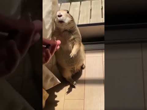 げっ歯類の種類