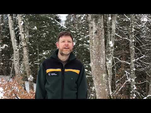 Baumartenpfad Leibertingen - BERGAHORN