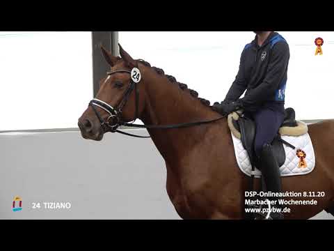 Trainingsimpressionen KN 24 TIZIANO 3-j. Wall. v.Topas-Rubicell - Reitpferdeprüfung mehrf. platziert