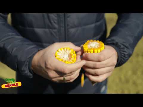 Zašto su DEKALB hibridi u Banatu i sušnoj godini dali ODLIČNE rezultate?