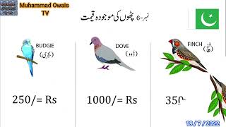 Finches VS Dove Vs Australian (Budge) | Best Birds 2022-2023 For Business | Muhammad Owais TV😍😍😍