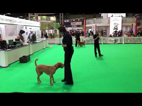 Miss Maple at Crufts 2018 doing freestyle