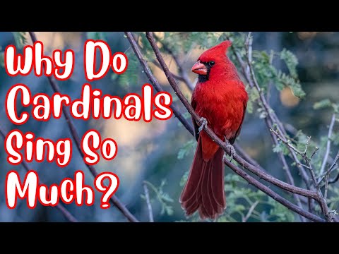 A Bird Dressed in Red Velvet || Hidden Beauty of Cardinals || Spot the Bright Red Flash!