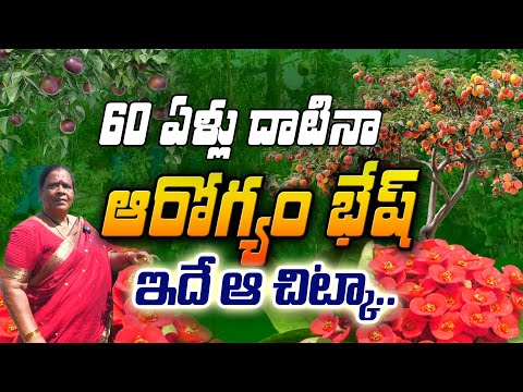 #మిద్దెతొటే మా నేచురల్ మెడిసిన్ | Home Garden - #Natural Food | Vijayalakshmi #health #food