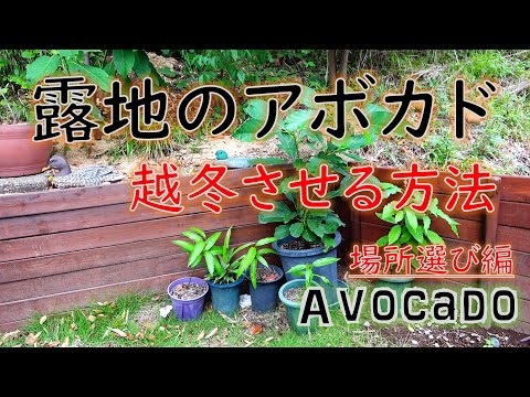 アボカドの木は霜を恐れますか?この植物を冬に適切に保つにはどうすればよいですか？寒さから守る4つのポイント  庭園