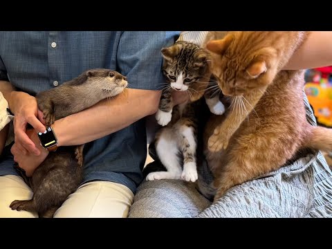 カワウソさくら また家族が増えました Otter with an increasing number of families Otter has another family member!