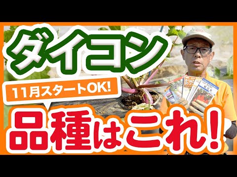  11月に菜園、果樹園、観賞用の庭に何を植えますか？作物の完全なリスト  庭園