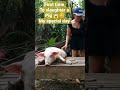 HOW I Slaughter A Pig Catmonvlogger