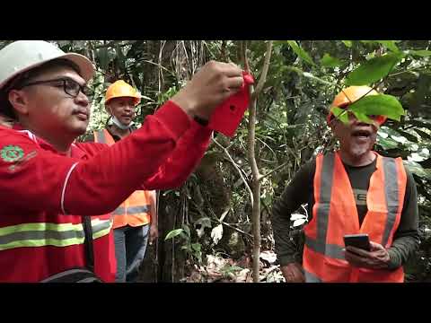 SILIN Merbau (Silvikultur Intensif) Jenis Pohon Endemik Papua