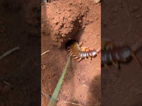 Fire Ants vs a Hidden Centipede! 😳