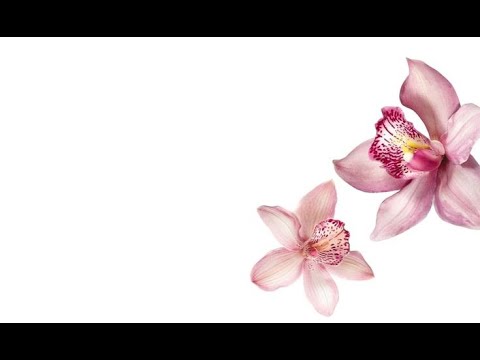 Do it! ( Lyric video ) - Behi