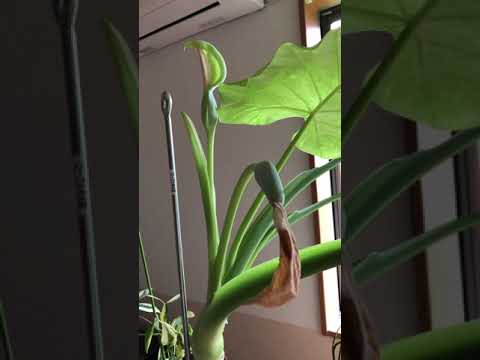 モンステラ・デリシオサと競合する野外クワズイモを維持するにはどうすればよいですか?  庭園