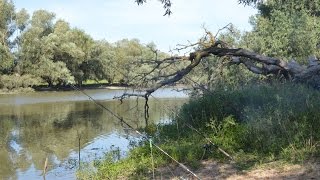 Клев карася в краснодаре