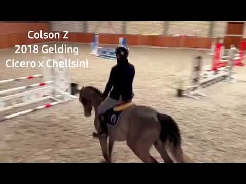 Colson Z: CICERO Z VAN PAEMEL x CHELLSINI Z