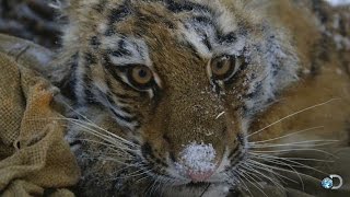 Another Chance for Three Orphaned Tiger Cubs