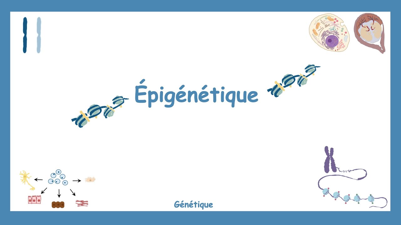 L'Épigénétique - Génétique.