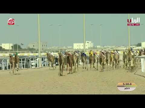  ش 15 (شقرا) راشد عبدالله صقر المريخي 7:36:70 , مهرجان الأمير الوالد 2026/2/5 لقايا الشحانية  