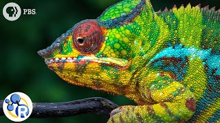 Chameleons Are Masters of Nanotechnology