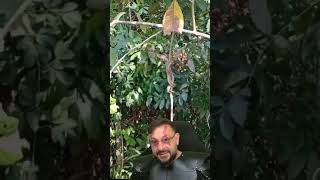 Jiboia-arco-íris subindo no galho da árvore #biologohenrique #animais #bichoesperto #biologo