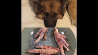 Chicken Feet For Dogs?!