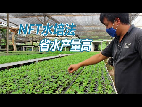 , title : 'NFT水培法 省水产量高'