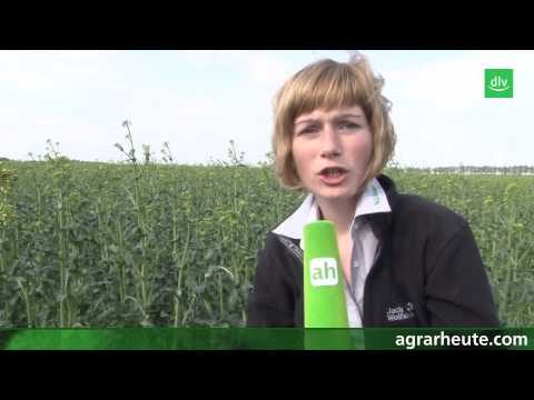 Vegetationsreport: Jetzt gegen Sklerotinia vorgehen