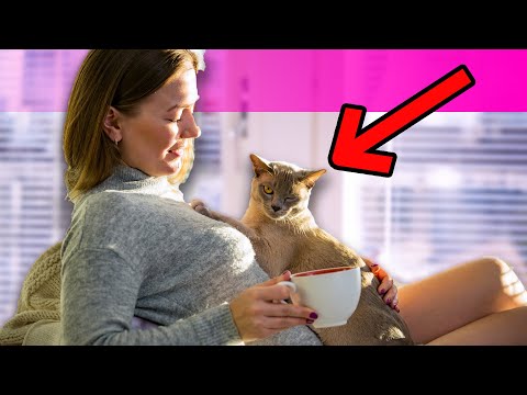 What It REALLY Means When Your Cat Is Doing THIS