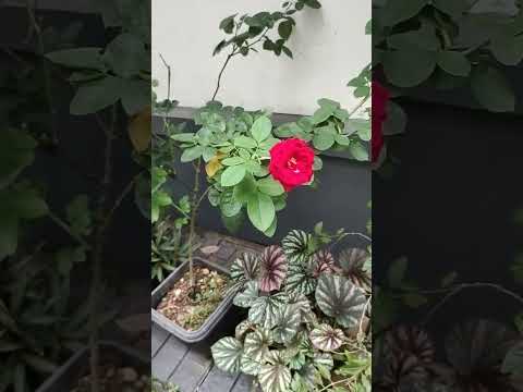 flowers and vegetables