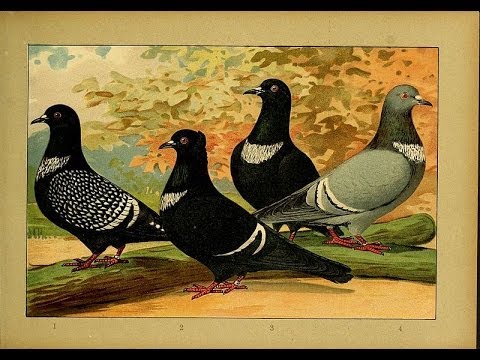 Starling pigeon fancy breed