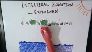 Intertidal Zonation Explained