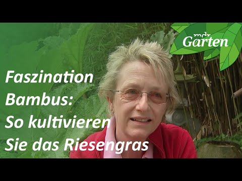 Faszination Bambus: Wie Sie das Riesengras kultivieren können | MDR Garten