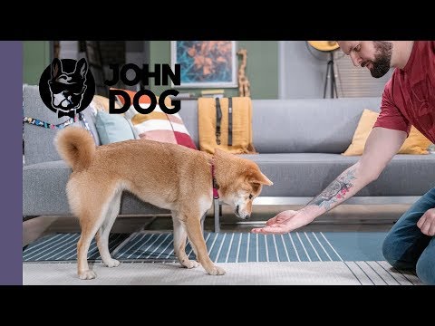 Sztuczka UKŁON - TRENING PSA - John Dog