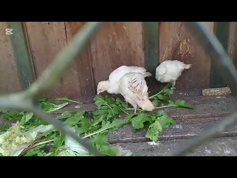 Buen día..  hermoso el día de hoy en San Vicente Misiones.  Alimentando a los pavitos 
