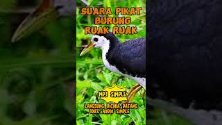 Download lagu suara pikat ruak ruak terbaik tahun 2024 #racikruakruak #birdtrap #suararuakruak mp3 Download lagu suara pikat ruak ruak terbaik tahun 2024 #racikruakruak #birdtrap #suararuakruak mp3