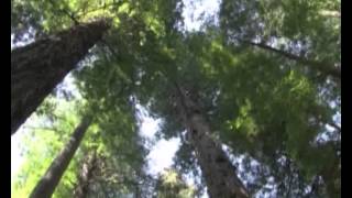 Gloria Muliro Follow you (Chris Tomlin)