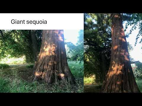 Leatherhead: Threatened Trees