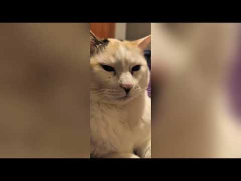 Gatita Octavia
