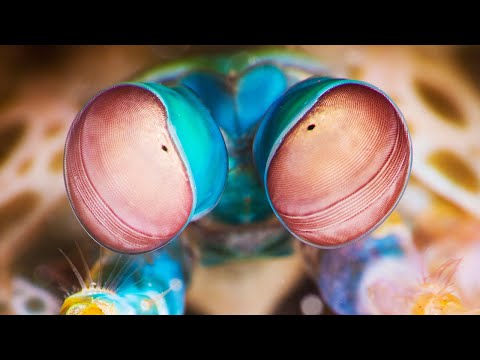Top 10 Most Amazing Eyes In The Animal  | Top 10 |